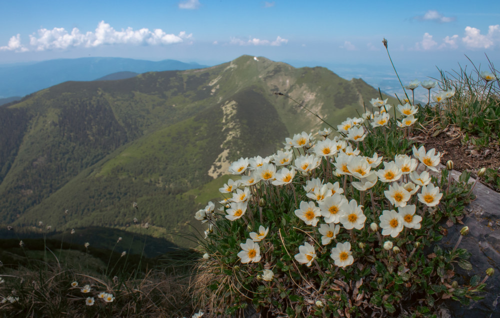 Flóra z Malej Fatry