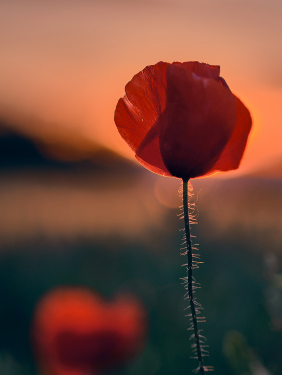 Mak vlčí (Papaver rhoaes)