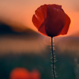 Mak vlčí (Papaver rhoaes)