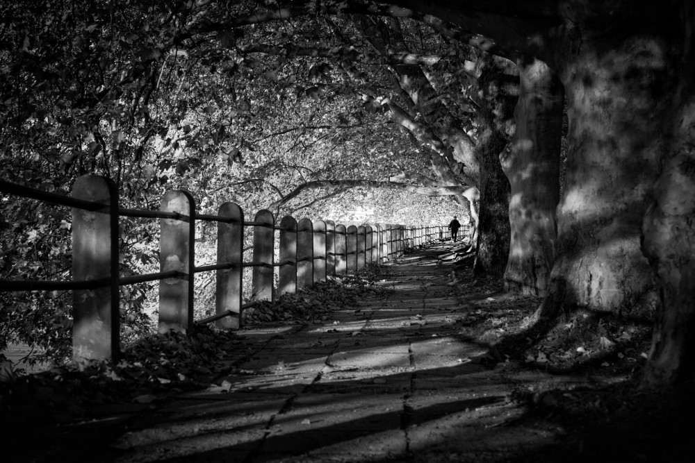 Platanová alej v Piešťanoch