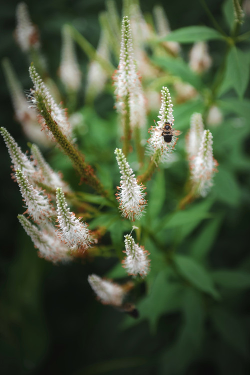 White Spires