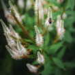 White Spires