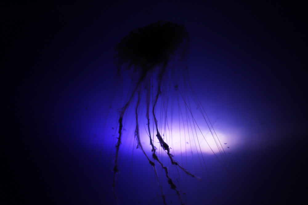 meduza