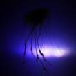 meduza
