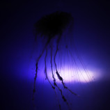 meduza