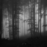 Lesy v hmle