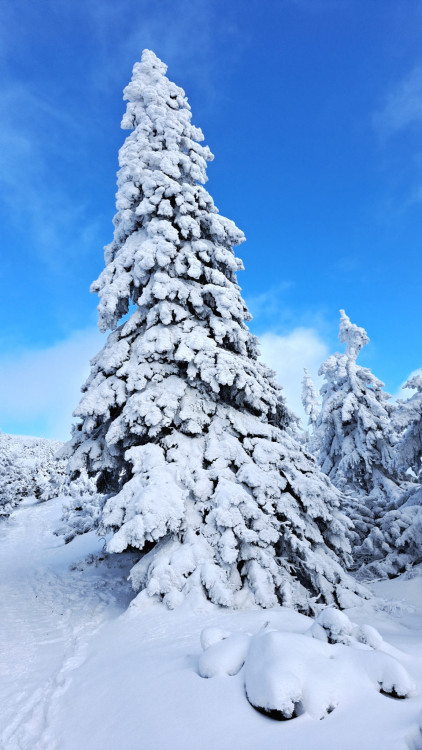 Ľadové kráľovstvo