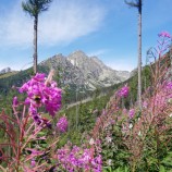 Cestou na Popradské Pleso