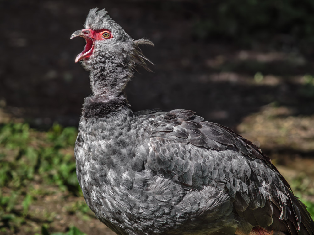 ,,Popláááách" - Čája obojková (Chauna torquata)