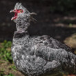 ,,Popláááách" - Čája obojková (Chauna torquata)