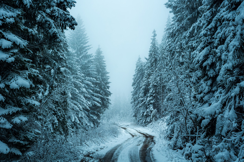 Hmla v oravských lesoch