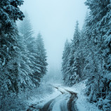 Hmla v oravských lesoch