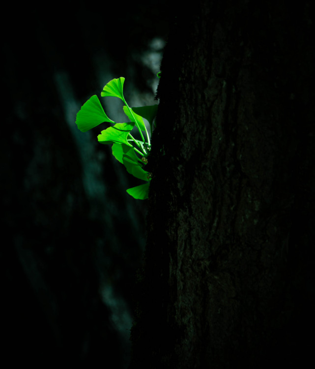 The hideout