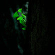 The hideout