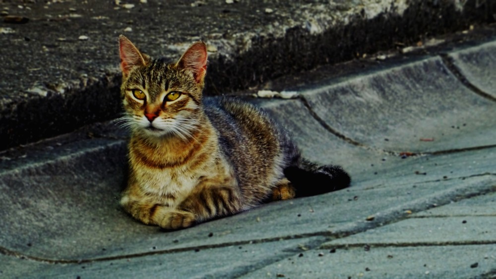 Túlavá mačka.