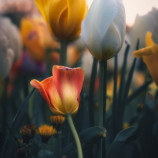 Fanfán Tulipán