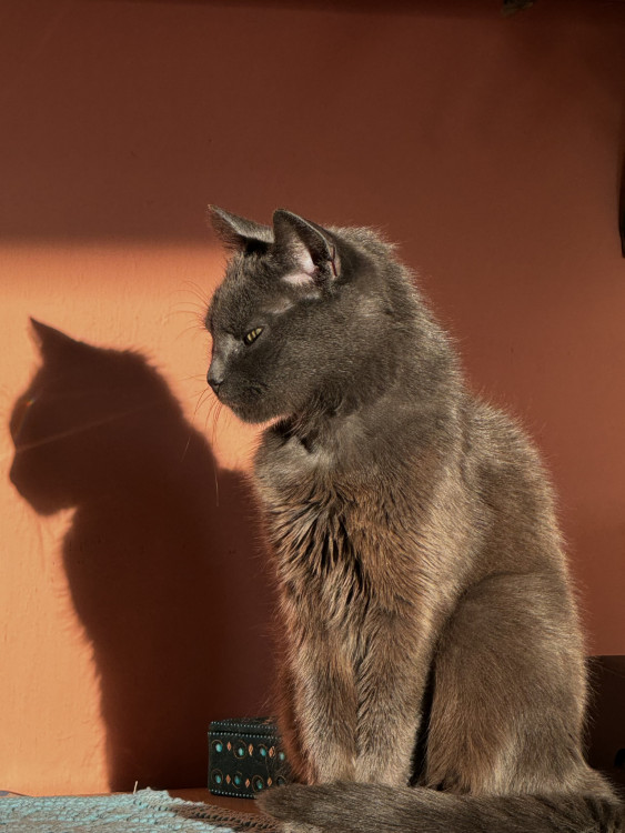 Shadow cat