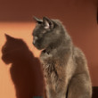 Shadow cat