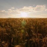 Golden hour in the field