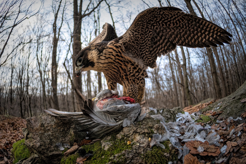 Hunter and Prey