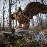 Hunter and Prey