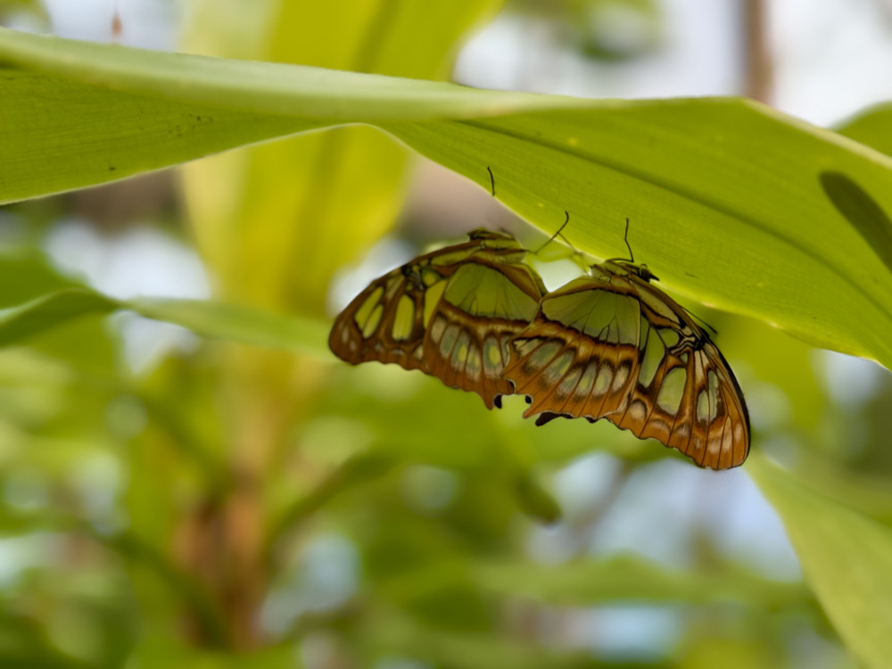 Malachite Butterfly