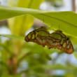 Malachite Butterfly