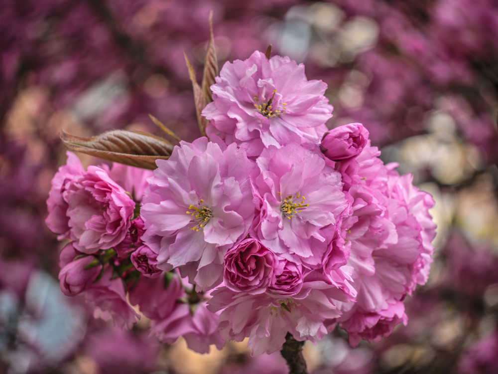 Japonská čerešňa sakura (Prunus serrulata)