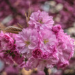 Japonská čerešňa sakura (Prunus serrulata)