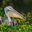 Pelikán hnedý (Pelecanus occidentalis)