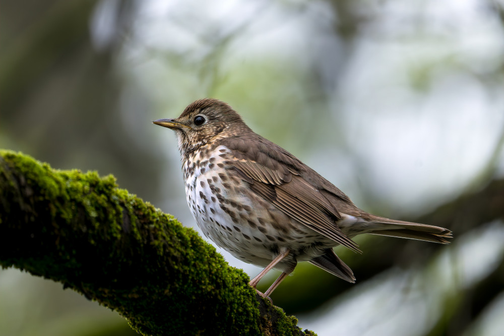Turdus Philomelos