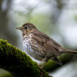 Turdus Philomelos