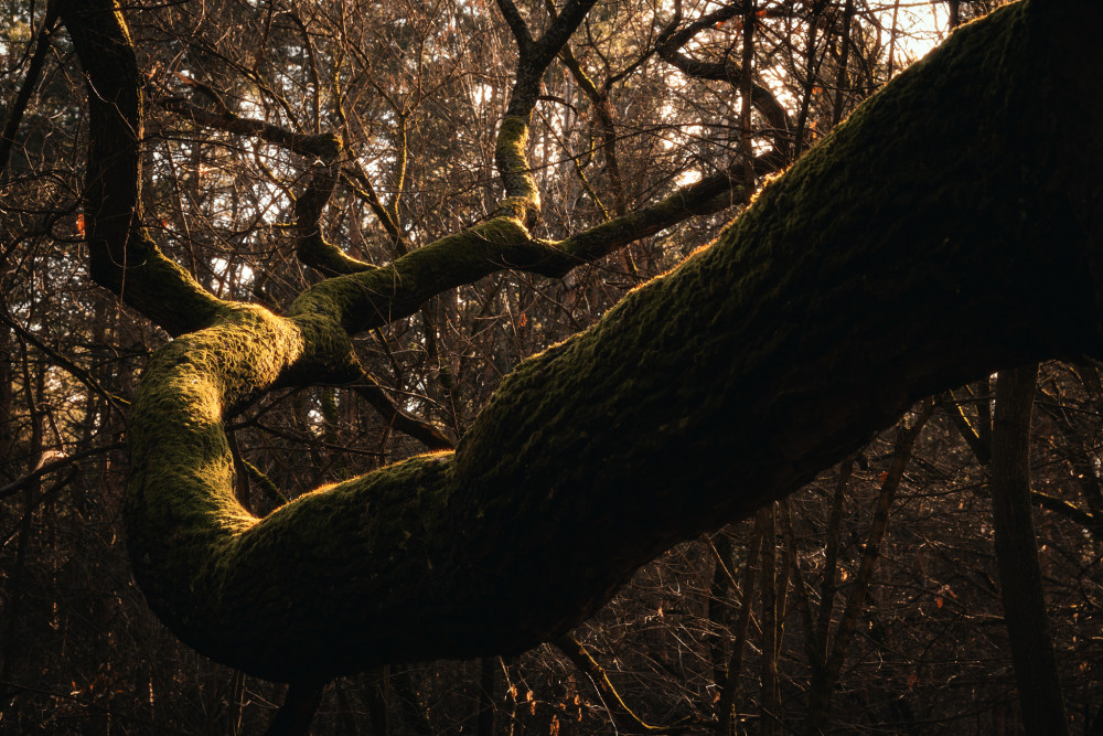 Vetvy starého času