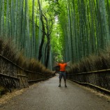 Bambusový les