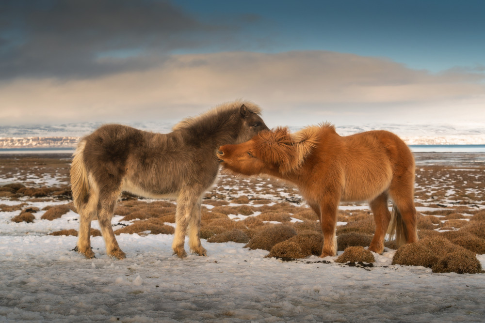 Islandský Pony