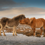 Islandský Pony