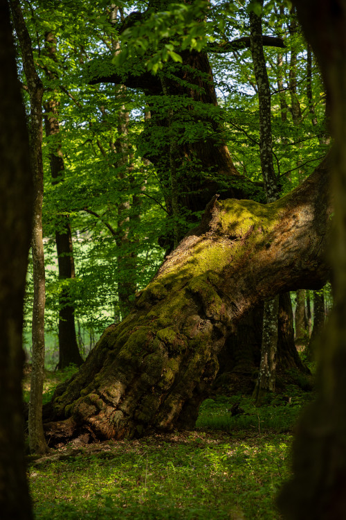 Prastarí strážcovia