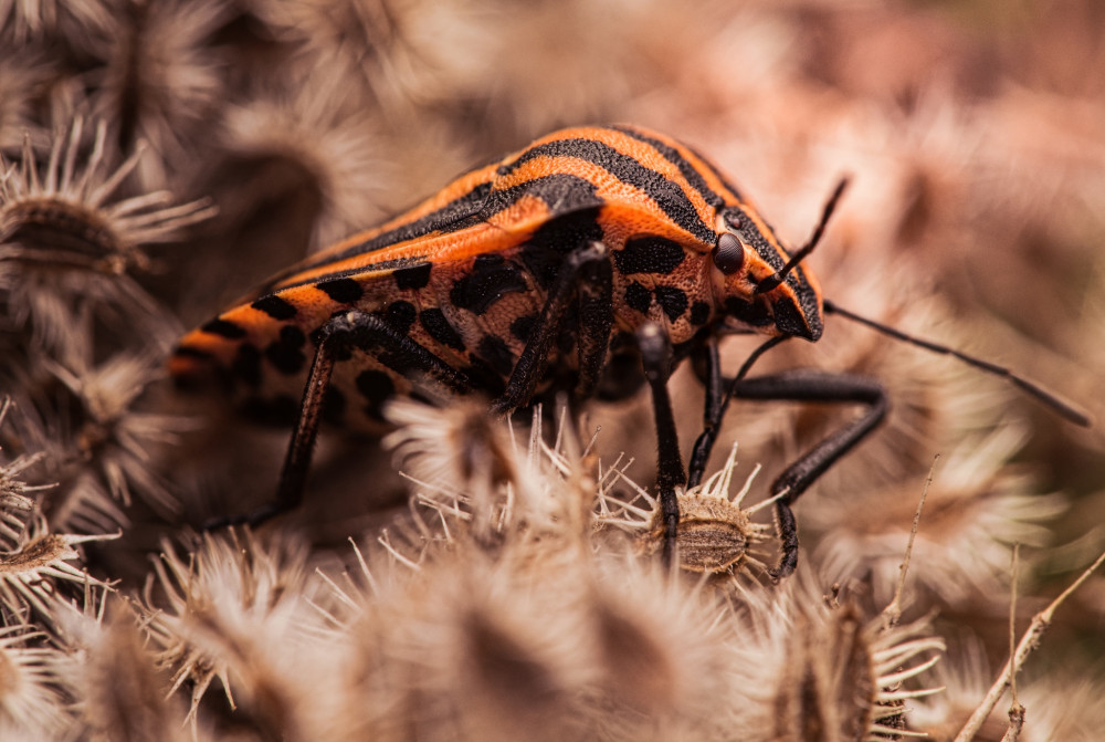 Macro 1