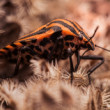 Macro 1