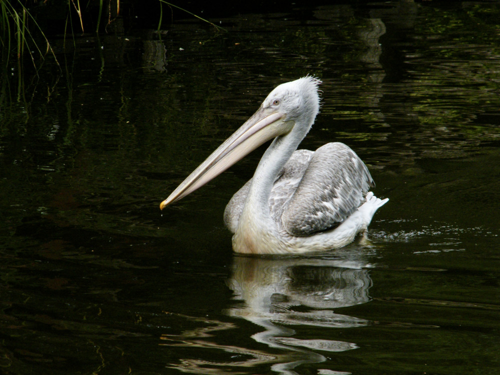 Rotterdamská ZOO (2)