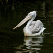Rotterdamská ZOO (2)