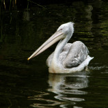 Rotterdamská ZOO (2)