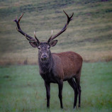 Stretnutie s kráľom lesa