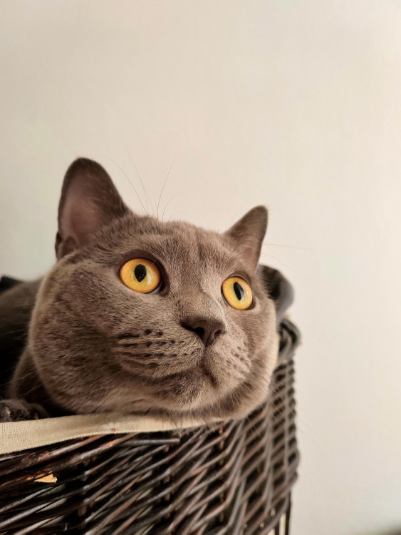 Ellie