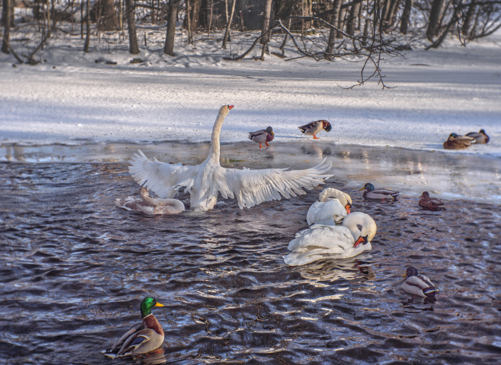 Zo života zvierat na zimnom jazere.