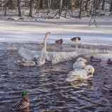 Zo života zvierat na zimnom jazere.