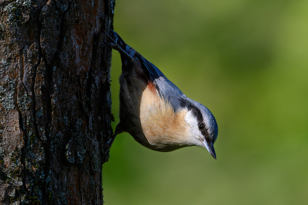 Sitta Europaea