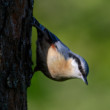 Sitta Europaea