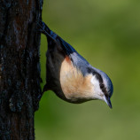 Sitta Europaea