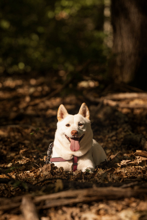 Yuki